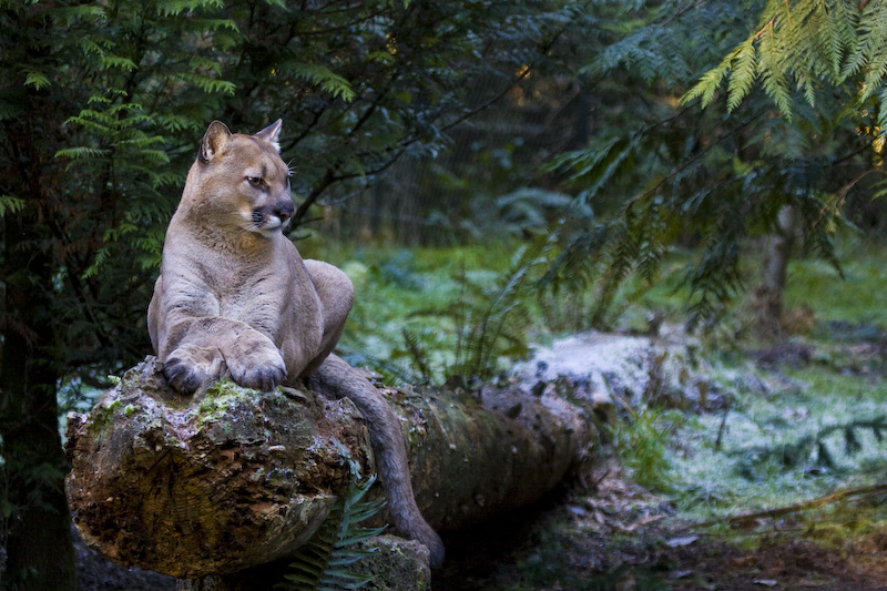 Cougar On Log (captive) 